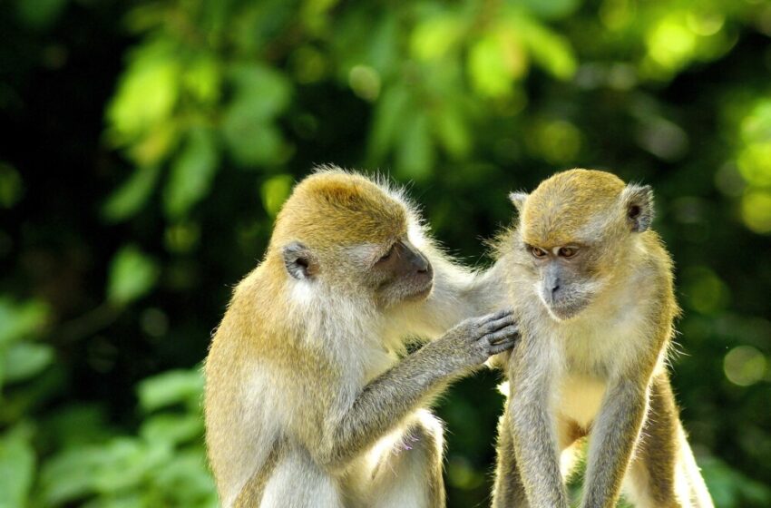  Viruela del mono: ¿qué es, cómo se transmite y cómo se cura?