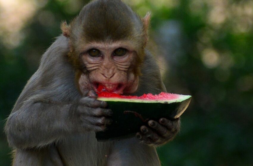  Viruela del mono se expandió a Italia; confirman tres casos en humanos