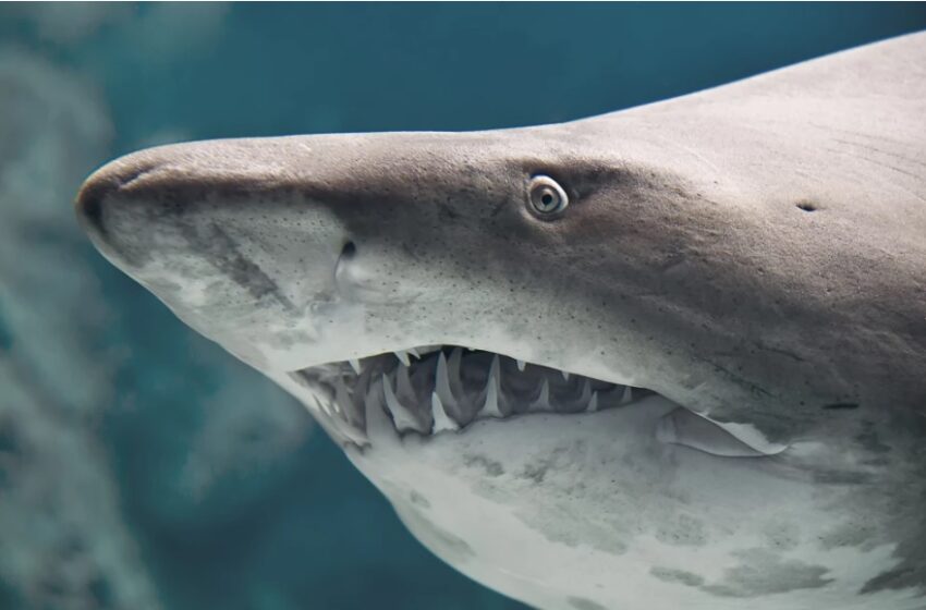  Escalofriante fotografía de tiburón en las profundidades del Océano